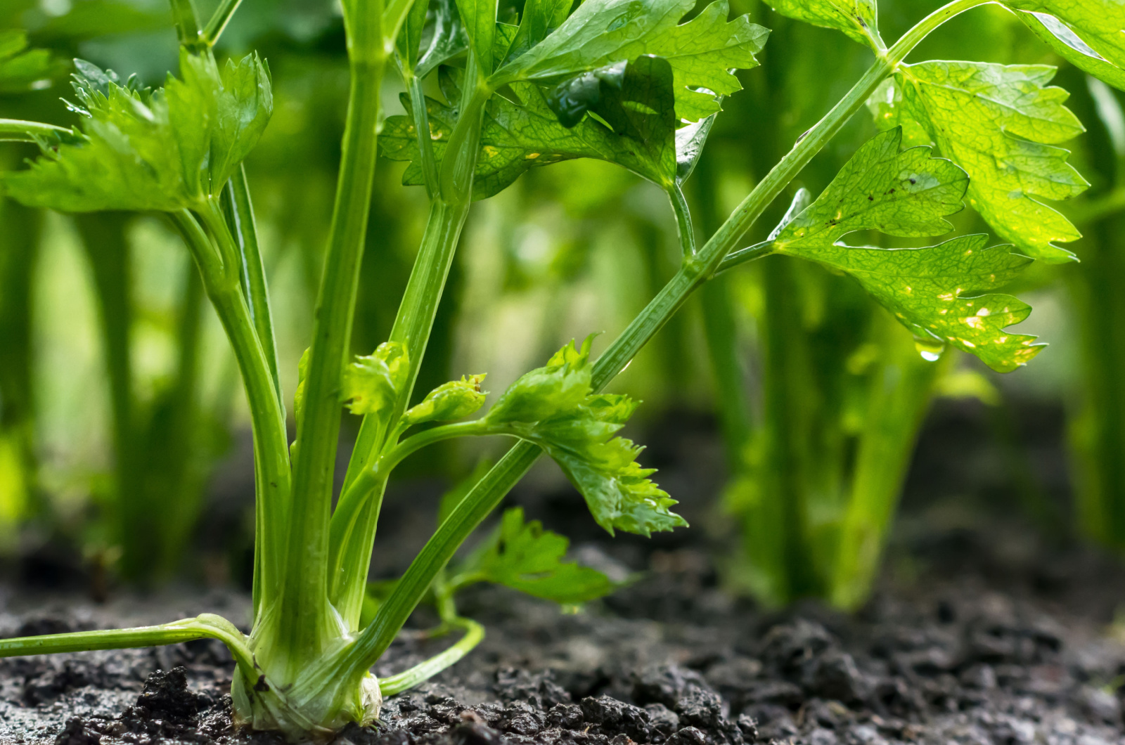 celery in a garden