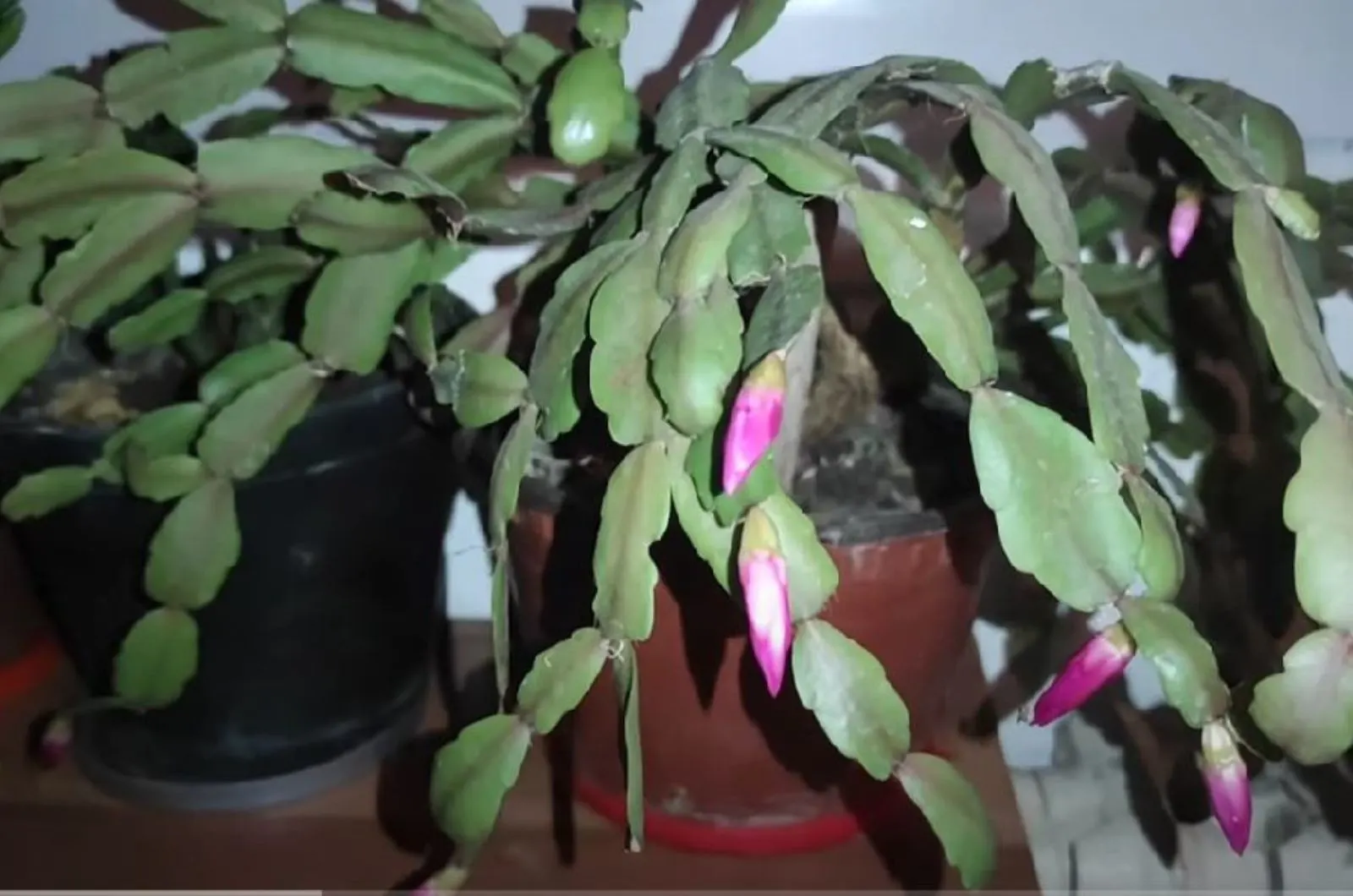 3 Main Reasons Why Your Christmas Cactus Is Dropping Buds