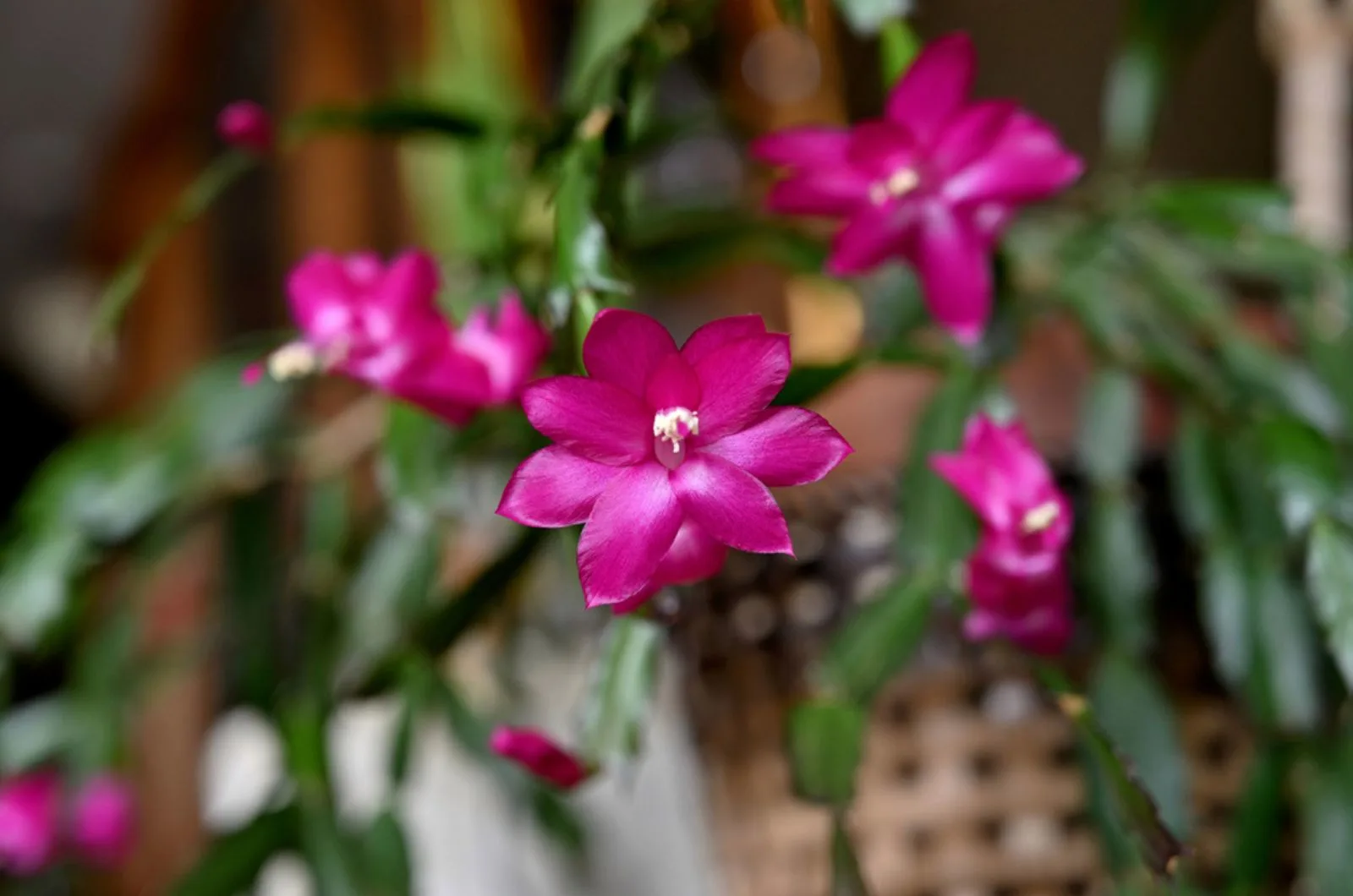 Should You Keep Your Christmas Cactus In The Dark