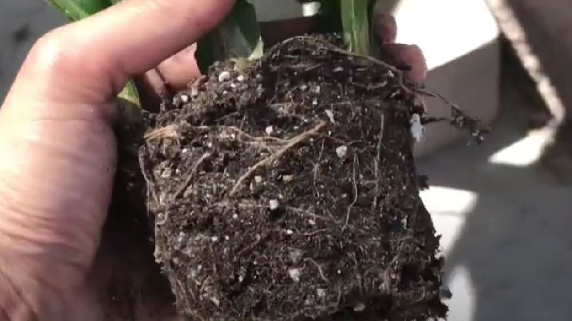 root system of christmas cactus plant