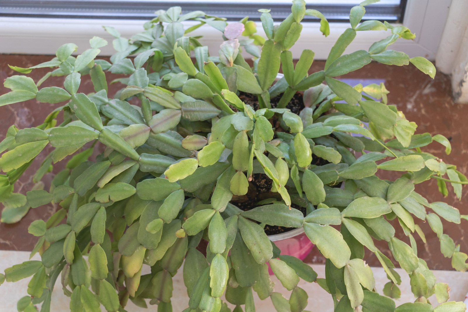 christmas cactus without bloom