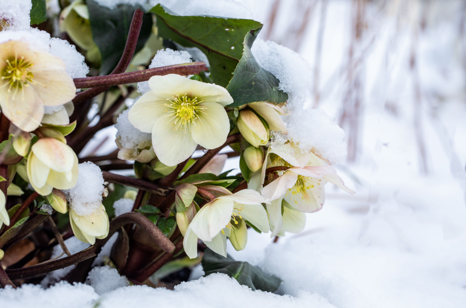 christmas rose in the snow