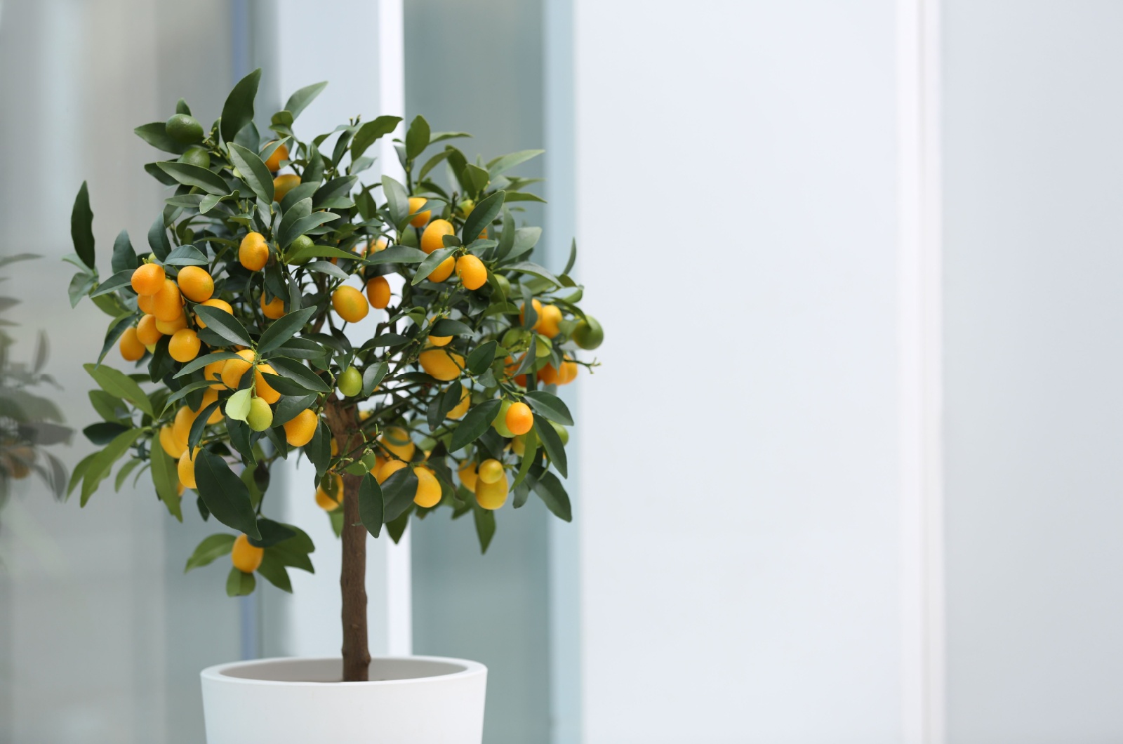 citrus tree indoors