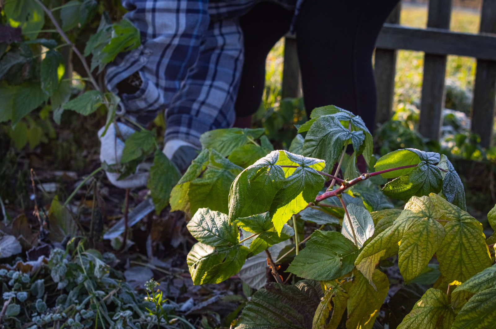 cleaning around raspberry bushes