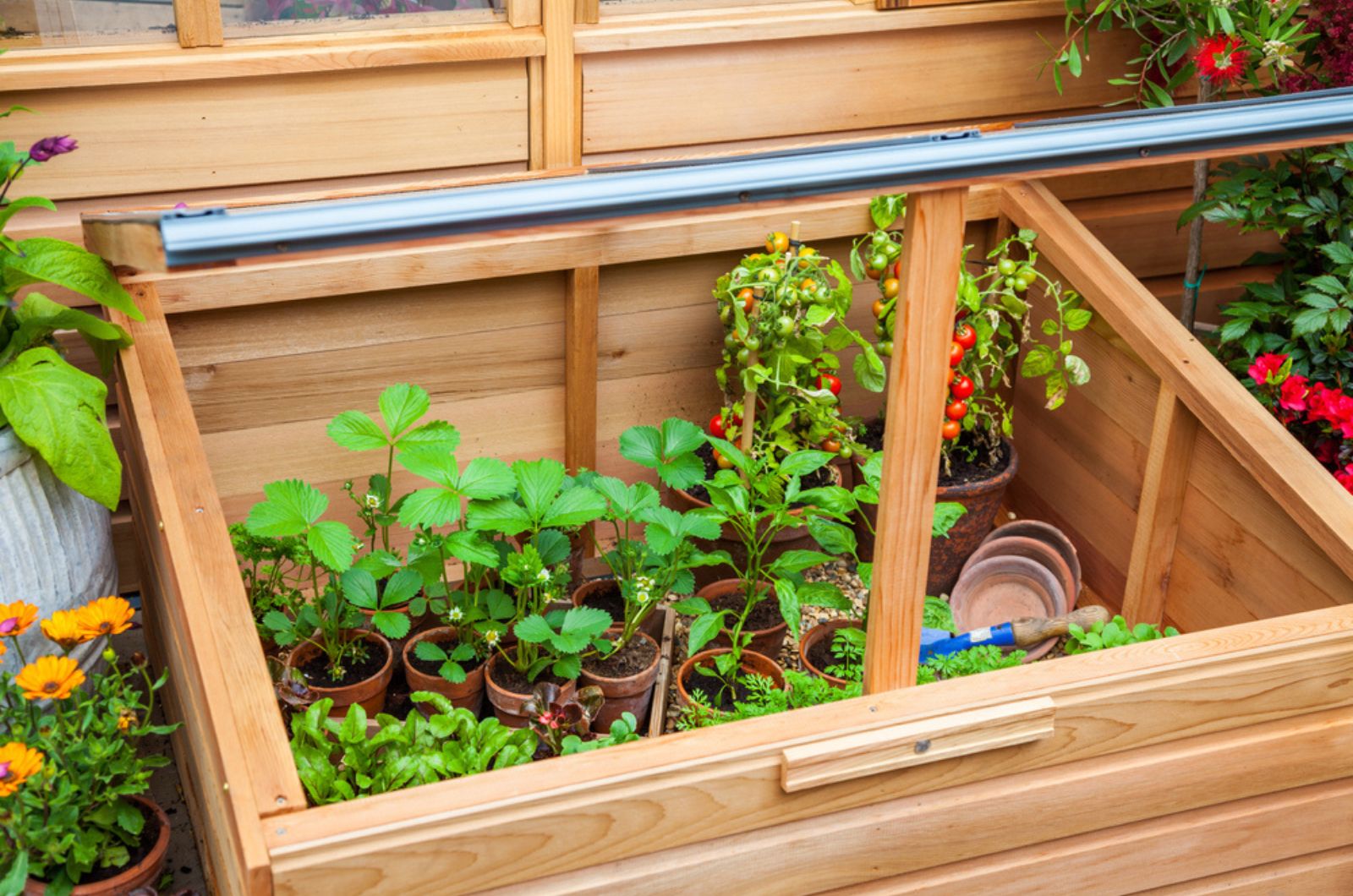 cold frame witg vegetables and herbs