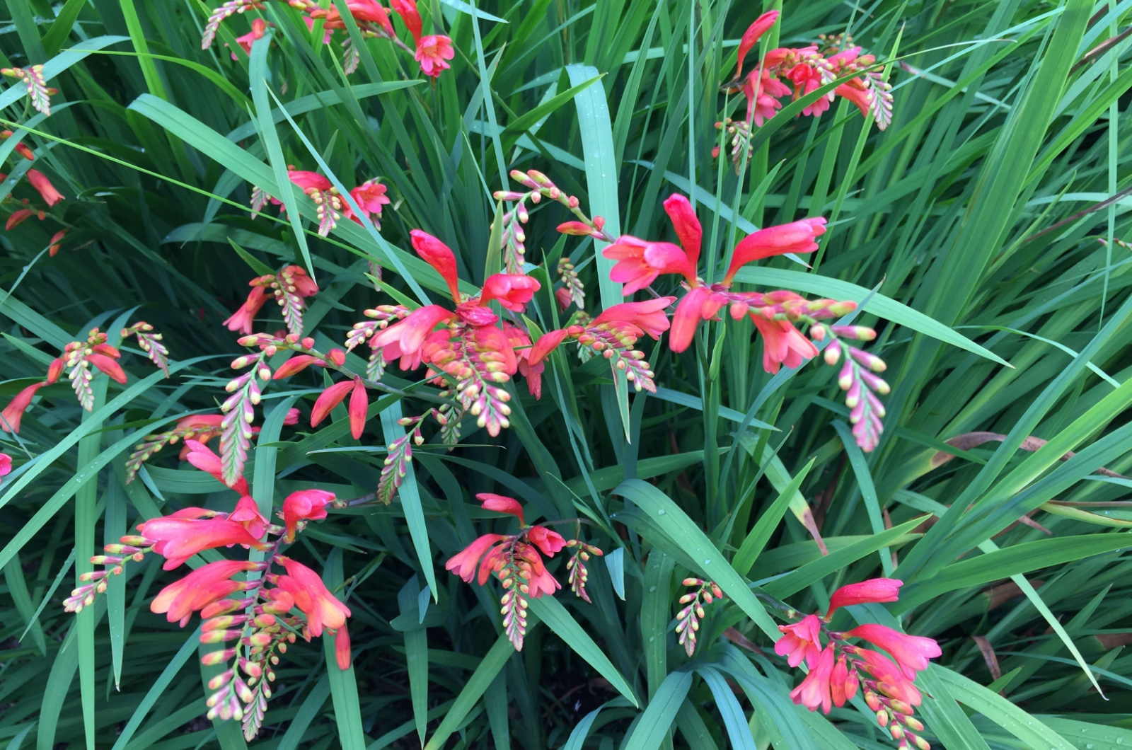 crocosmia red flowers