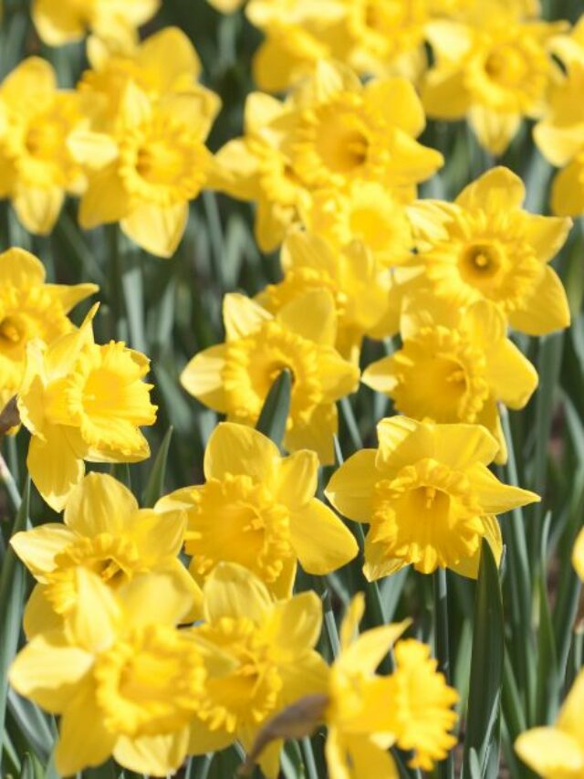 yellow flowers growing