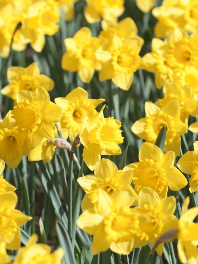 5 Helpful Tips For Growing Daffodils In Winter web