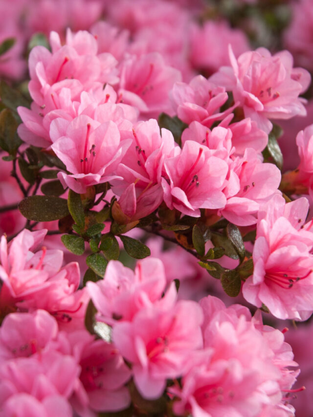 Azaleas