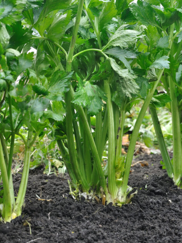 Healthy celery plants