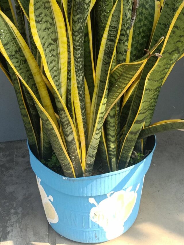 Snake plant in a blue pot outdoors