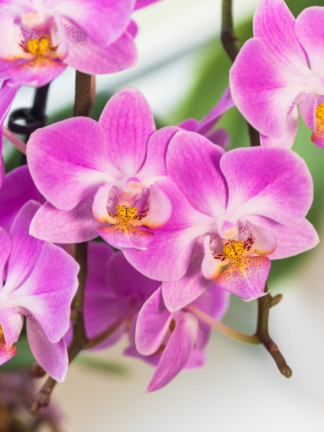 pink phalaenopsis orchids