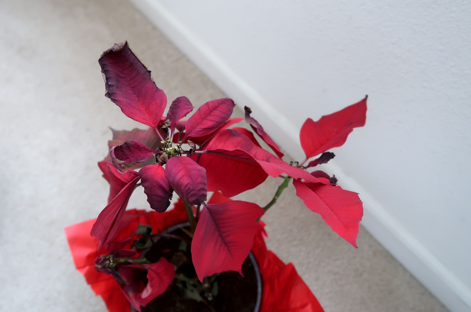 dying poinsettia