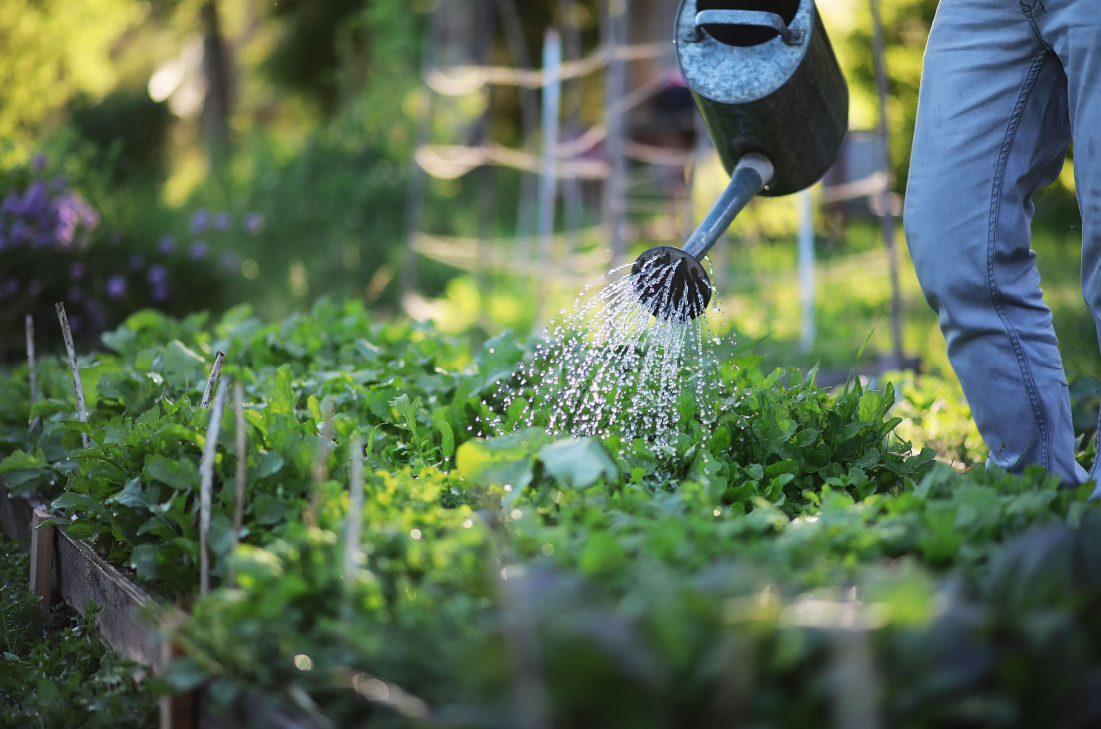 farmer watering a vegetable garden