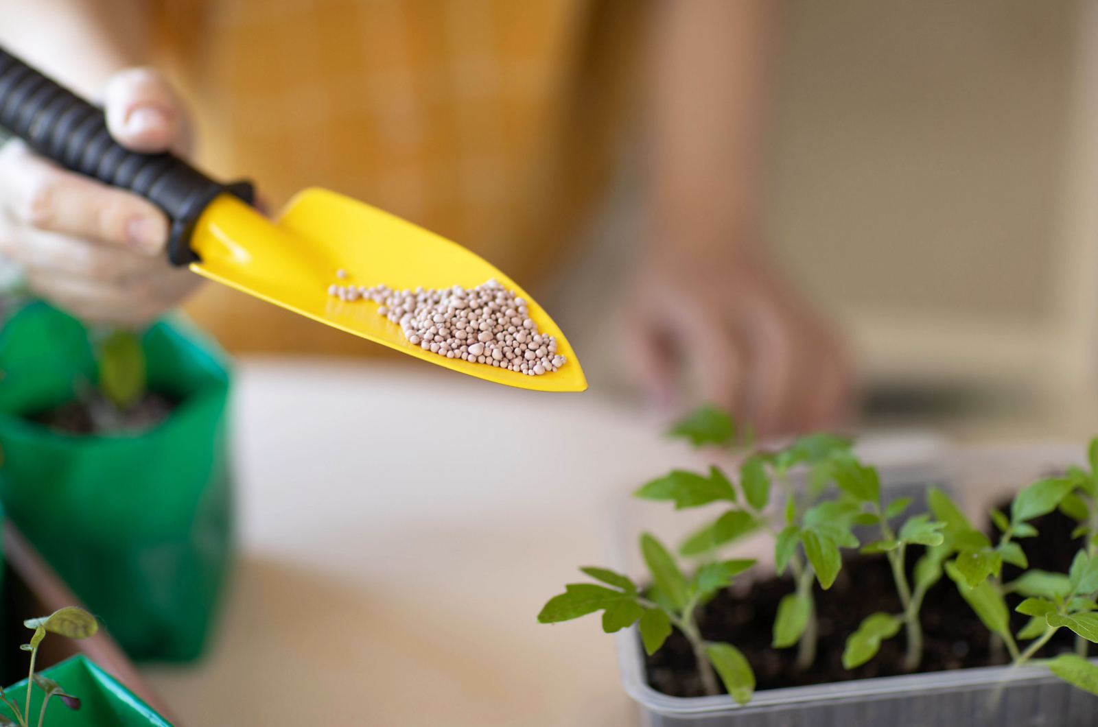 fertilizer for tomatoes seedlings on a yellow spatula