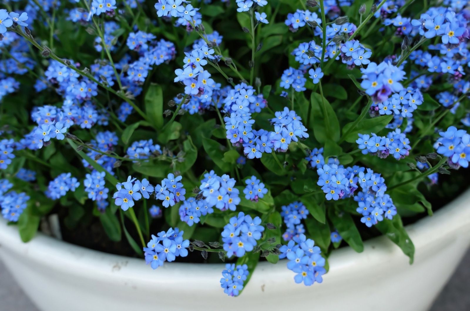 forget me nots in a pot