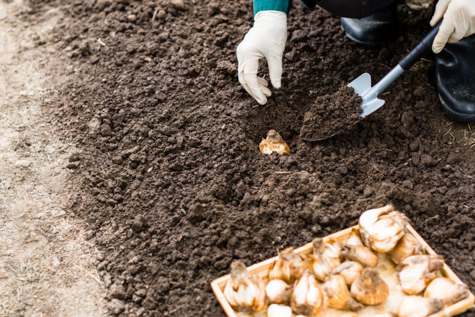 gardener planting daffodils