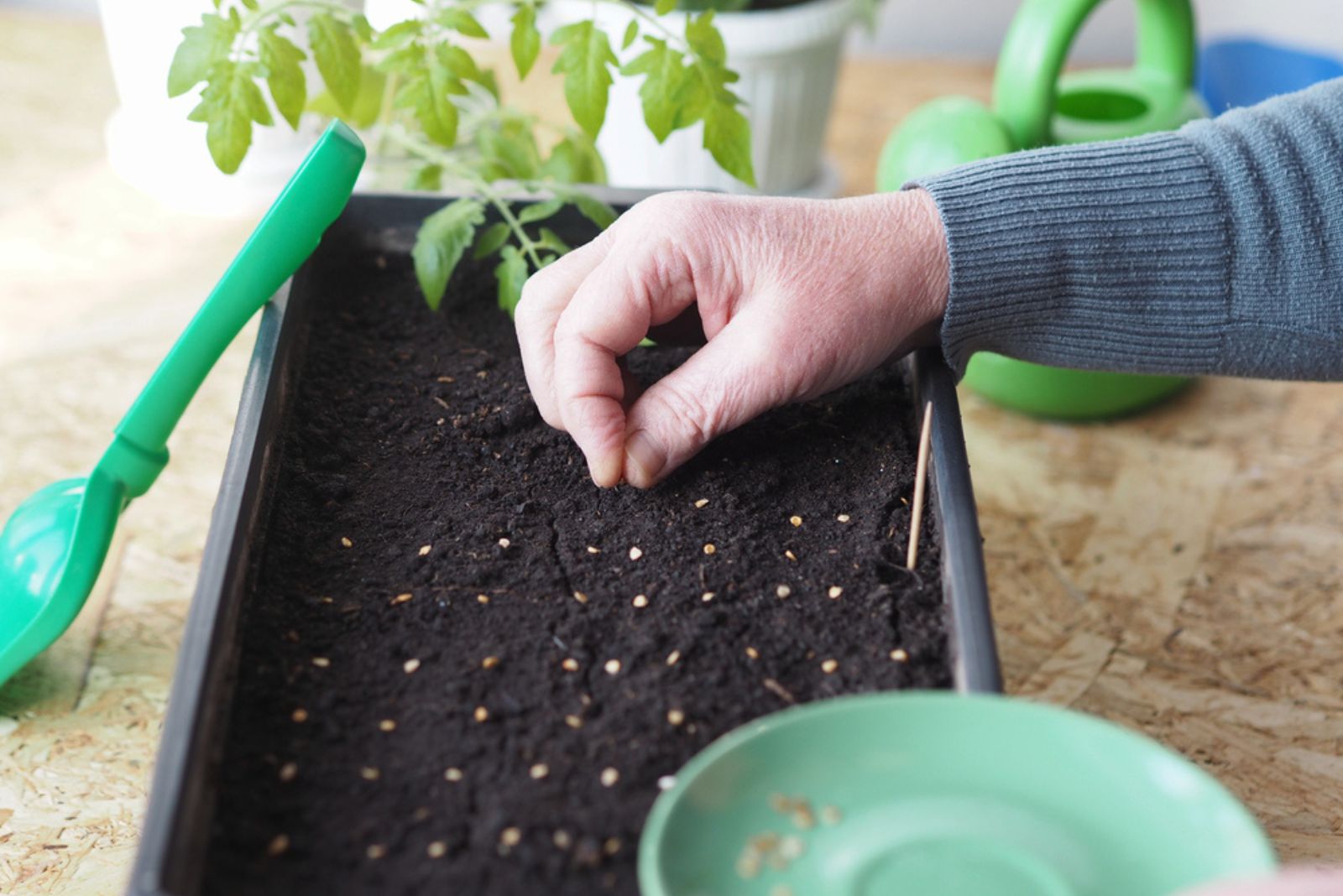 gardener planting tomato seeds indoors