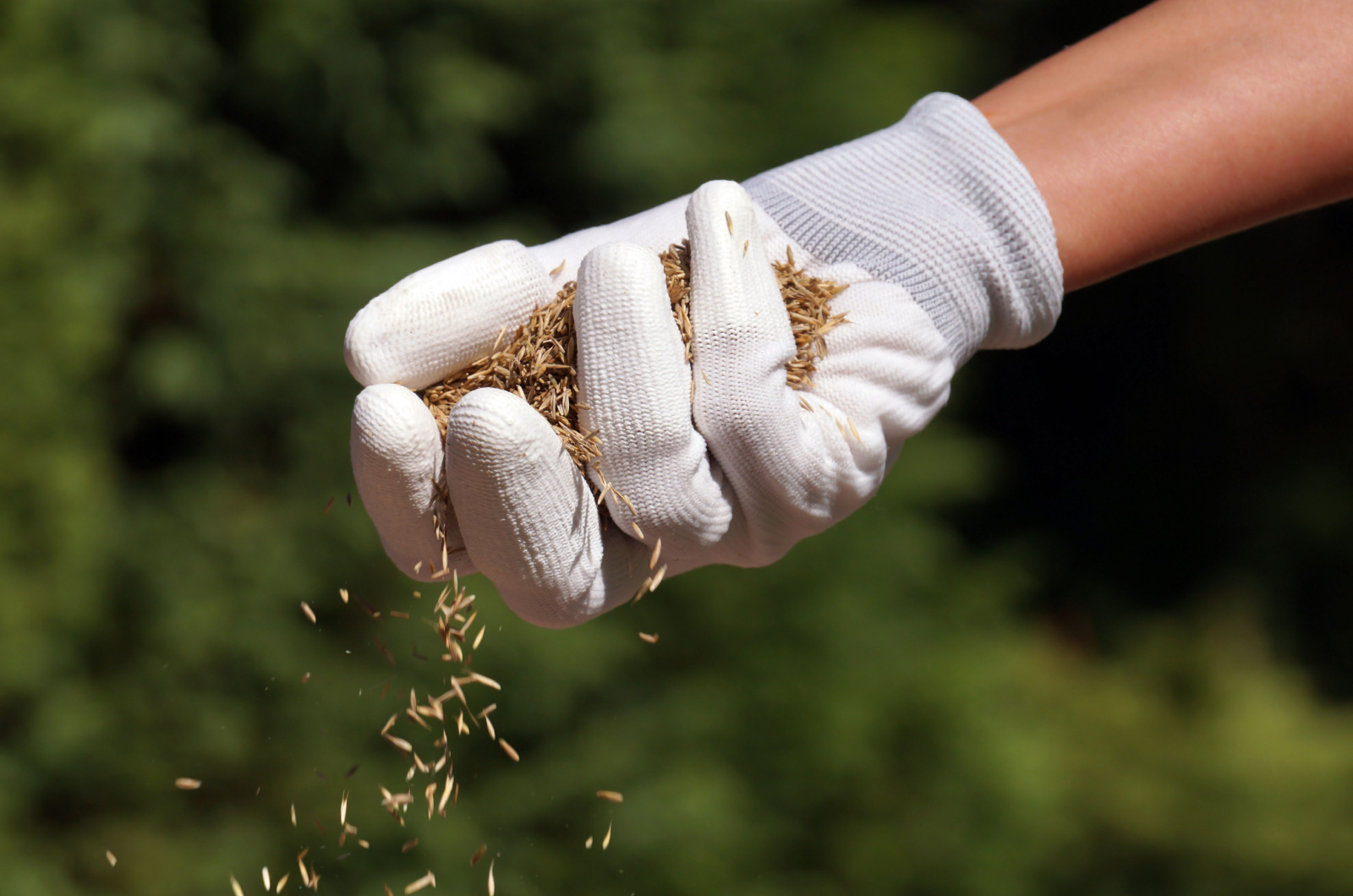 gloved hand sowing grass seeds