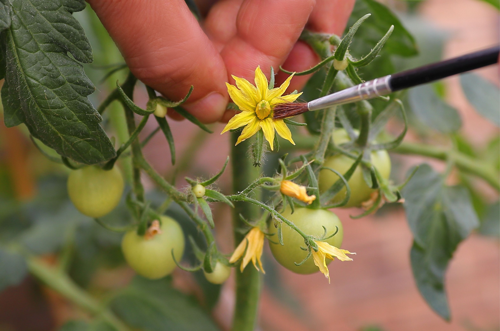 hand pollinating tomatoes