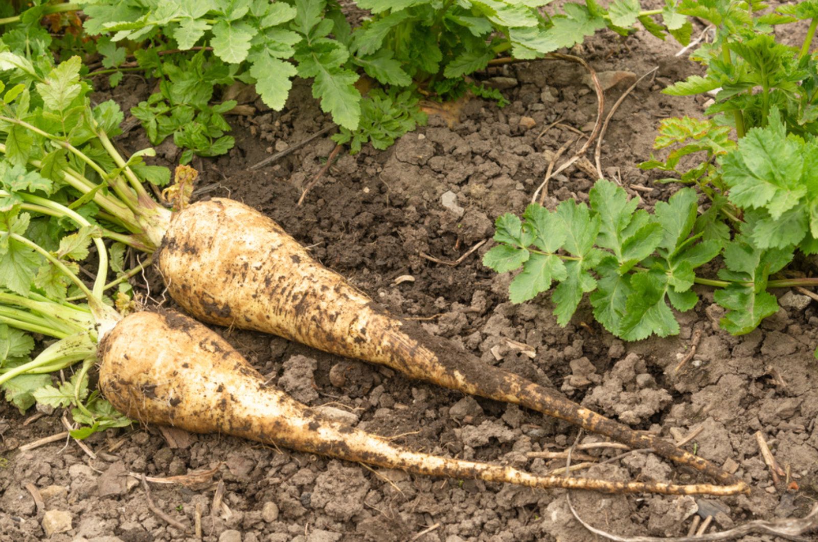 harvested Parsnips on the ground