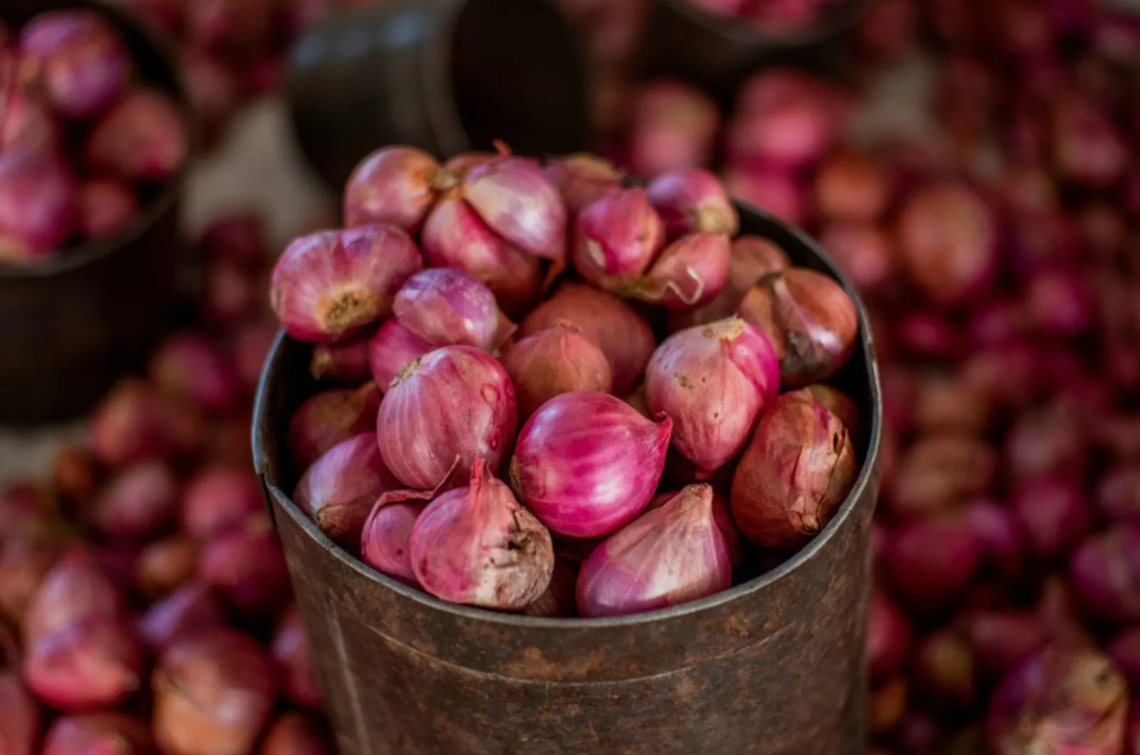 How To Grow Shallots From Sets And Seeds