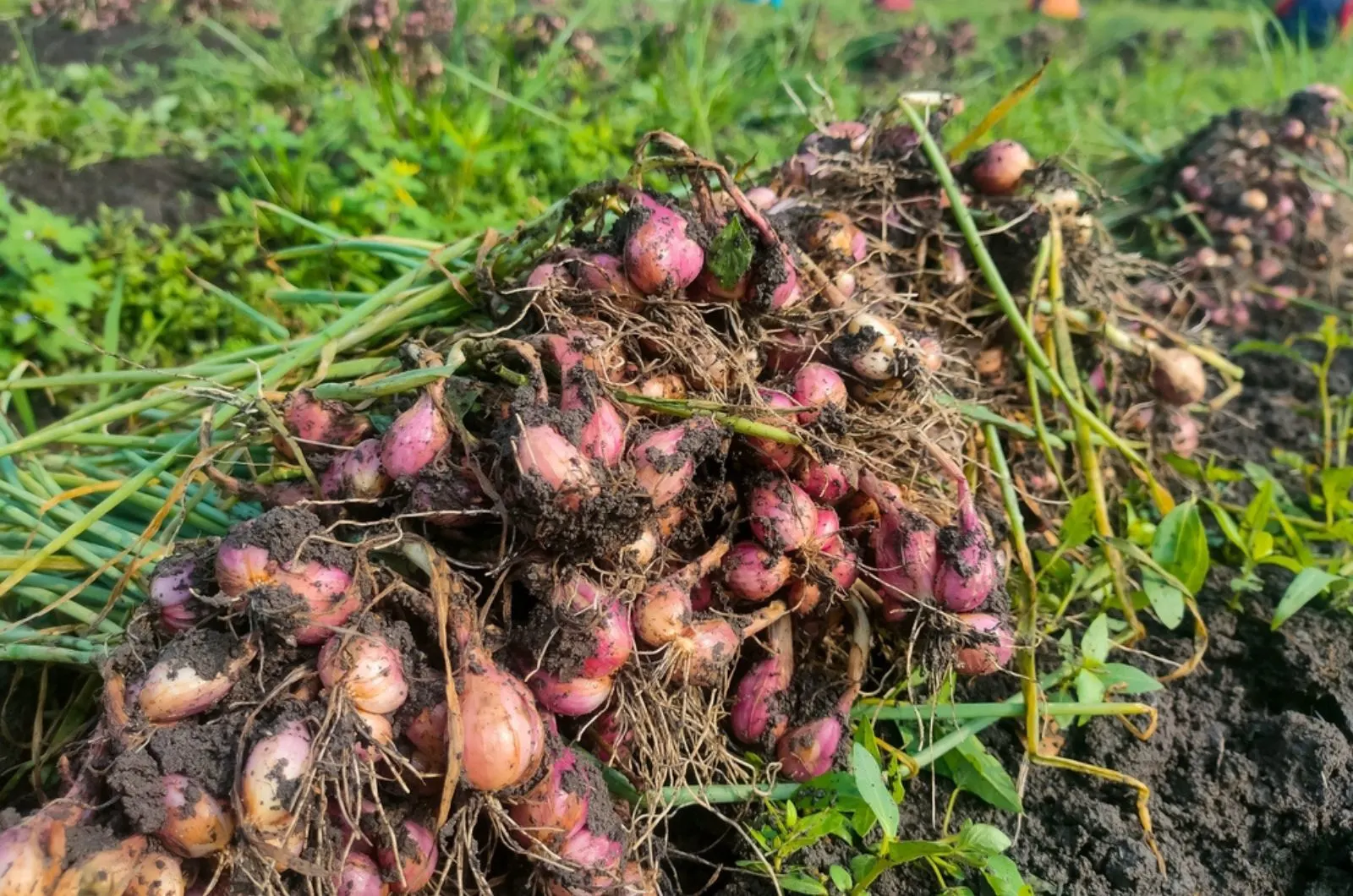 How To Grow Shallots From Sets And Seeds