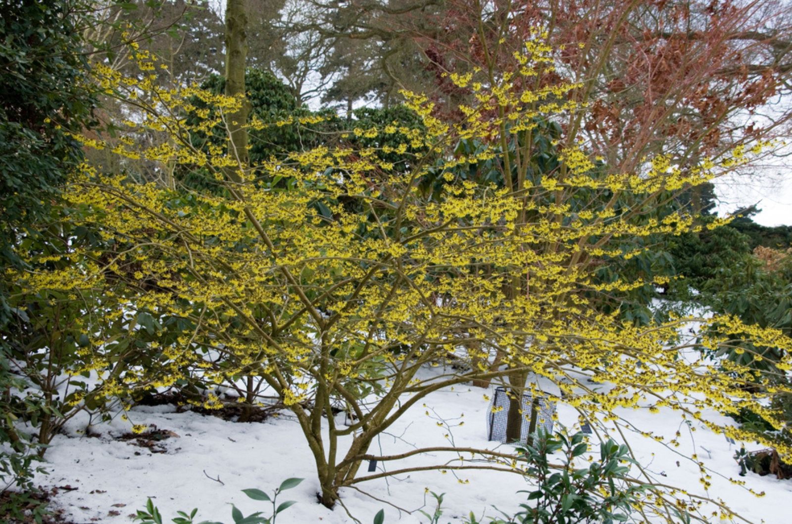 hazel tree in snow