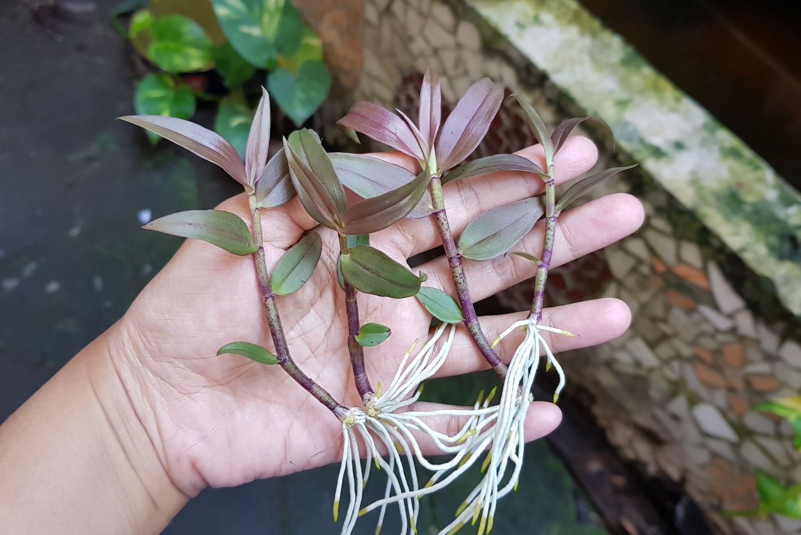 healthy orchid roots