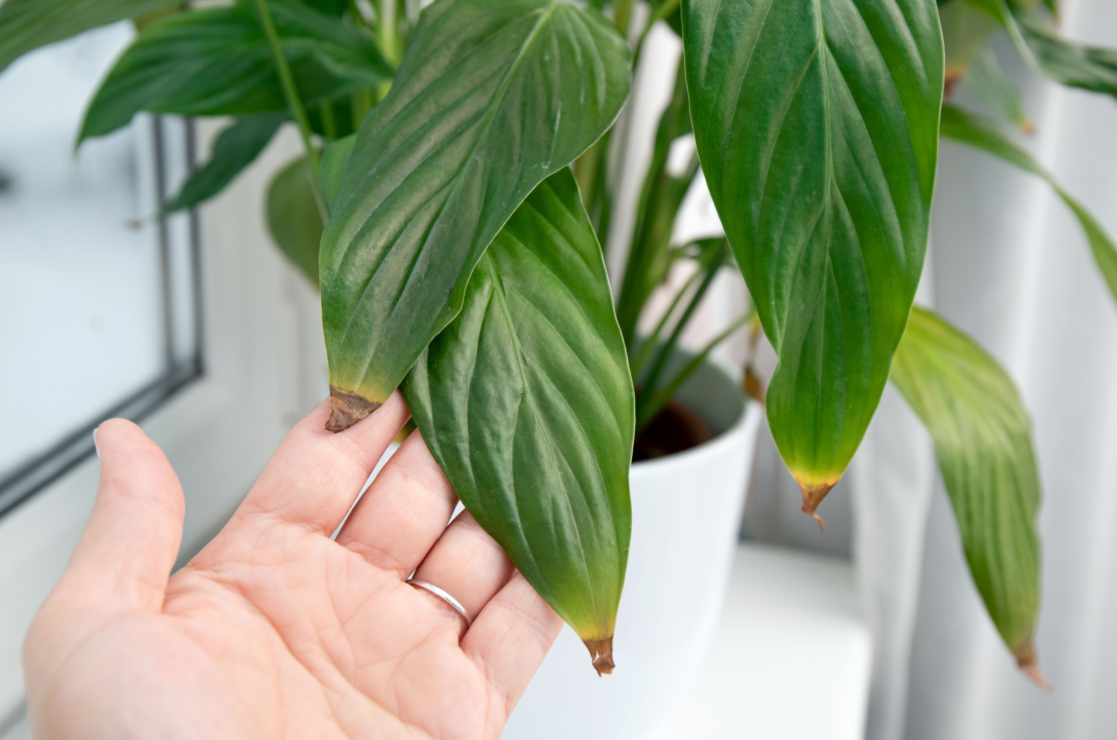 houseplant leaf tips turning brown