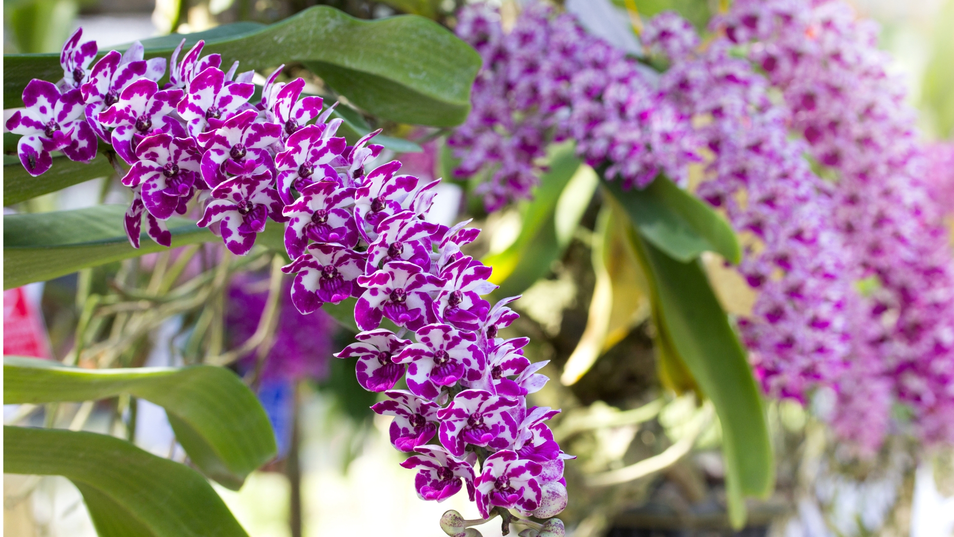 rhynchostylis foxtail orchids