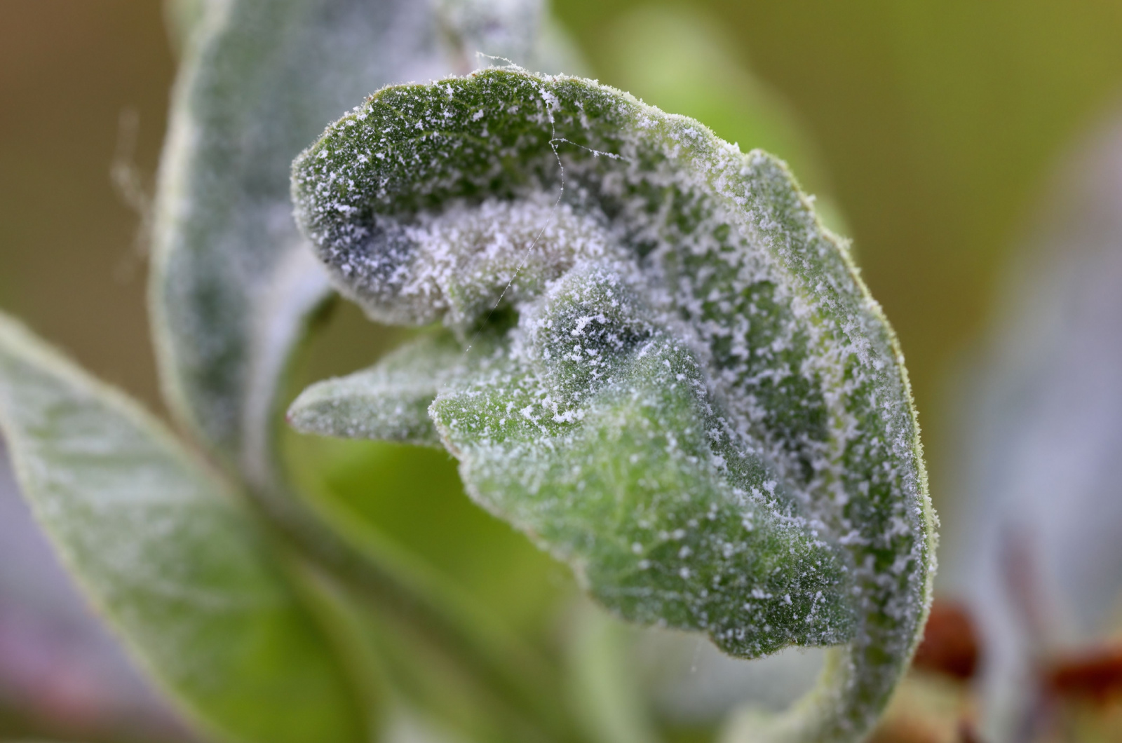 infection of powdery mildew on leaves