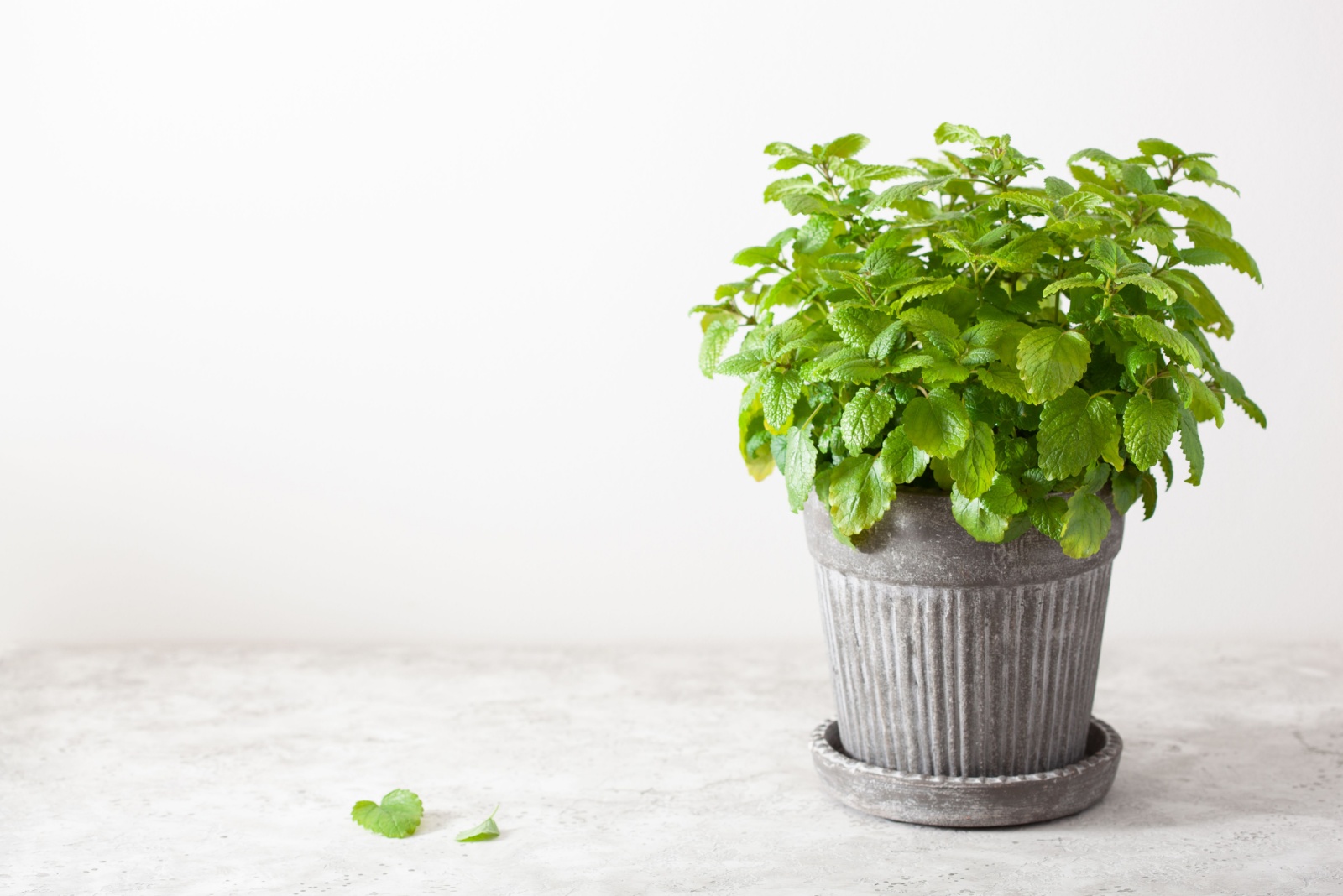 lemon balm