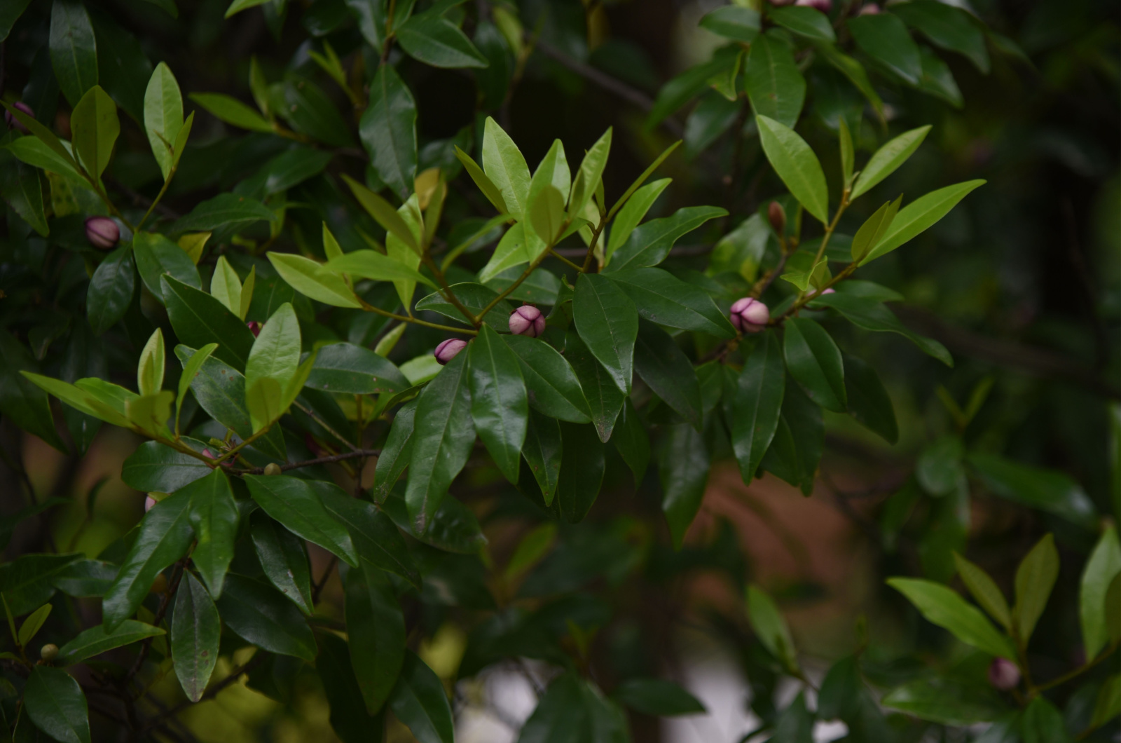 magnolia figo