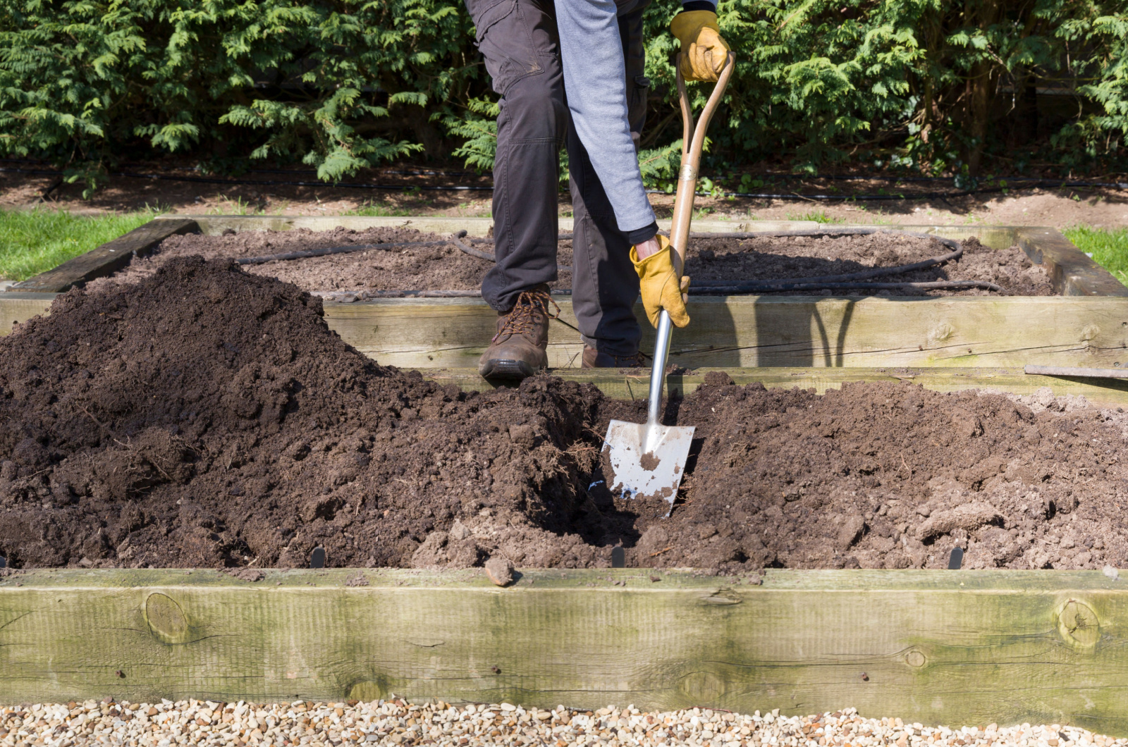 male gardener digging a hole with a shovel in a vegetable garden