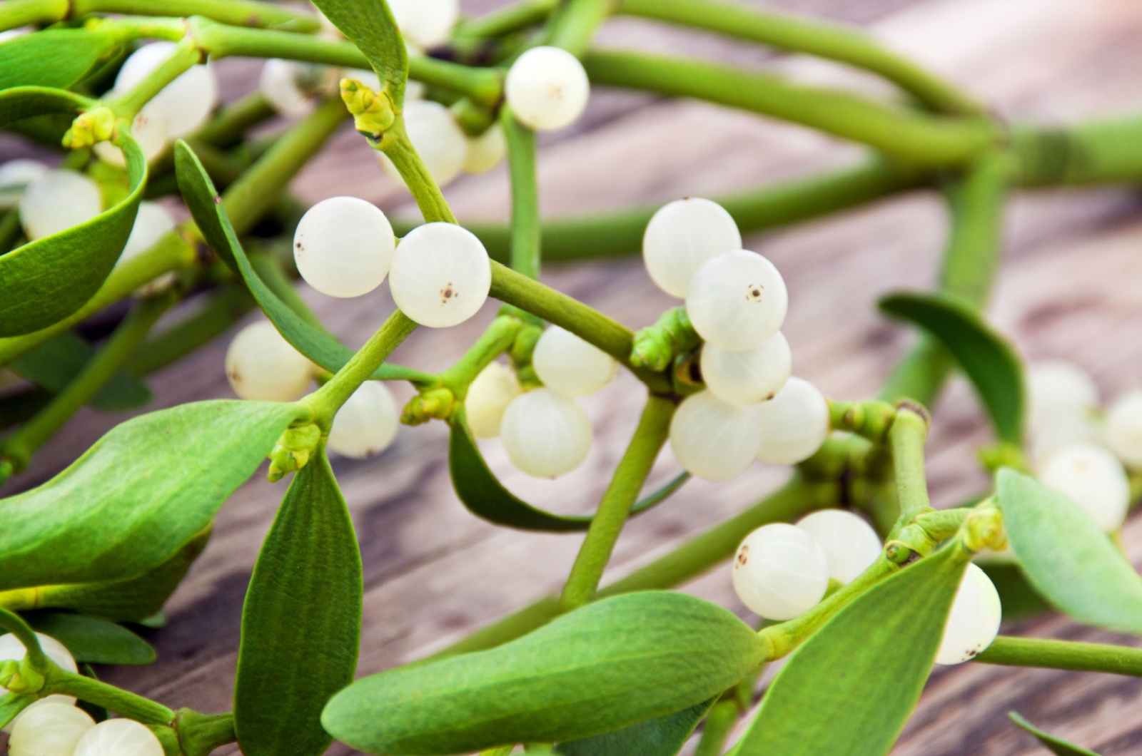 mistletoe branch with berries