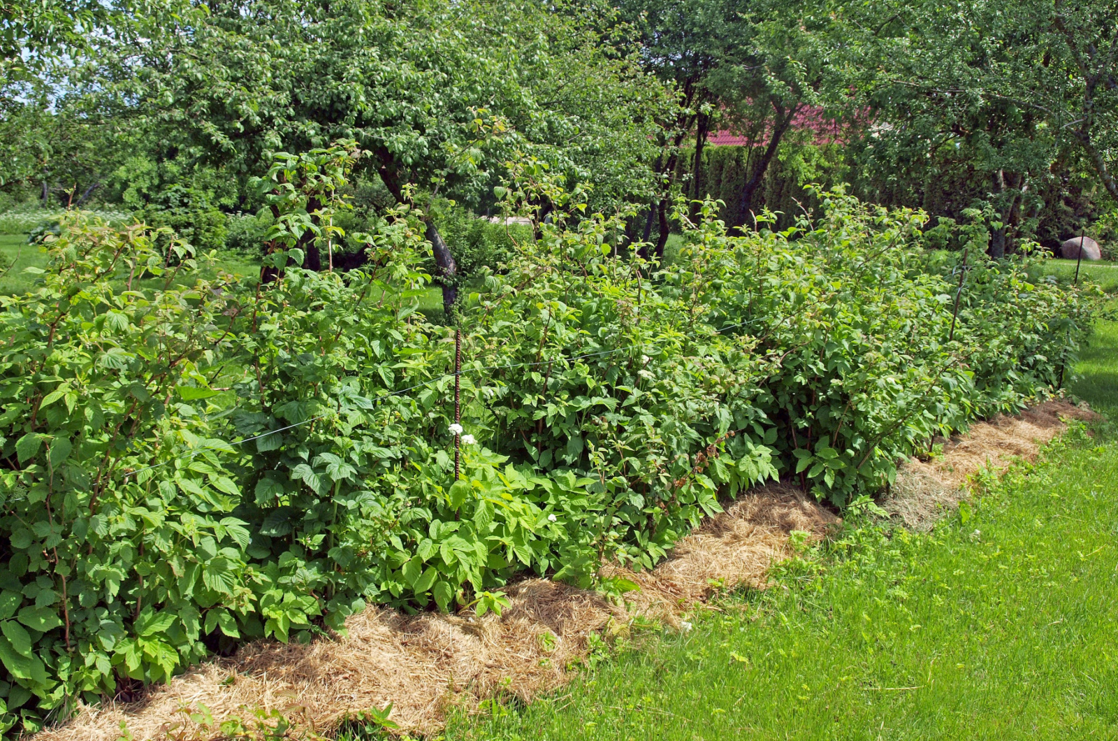 mulched raspberry bushes