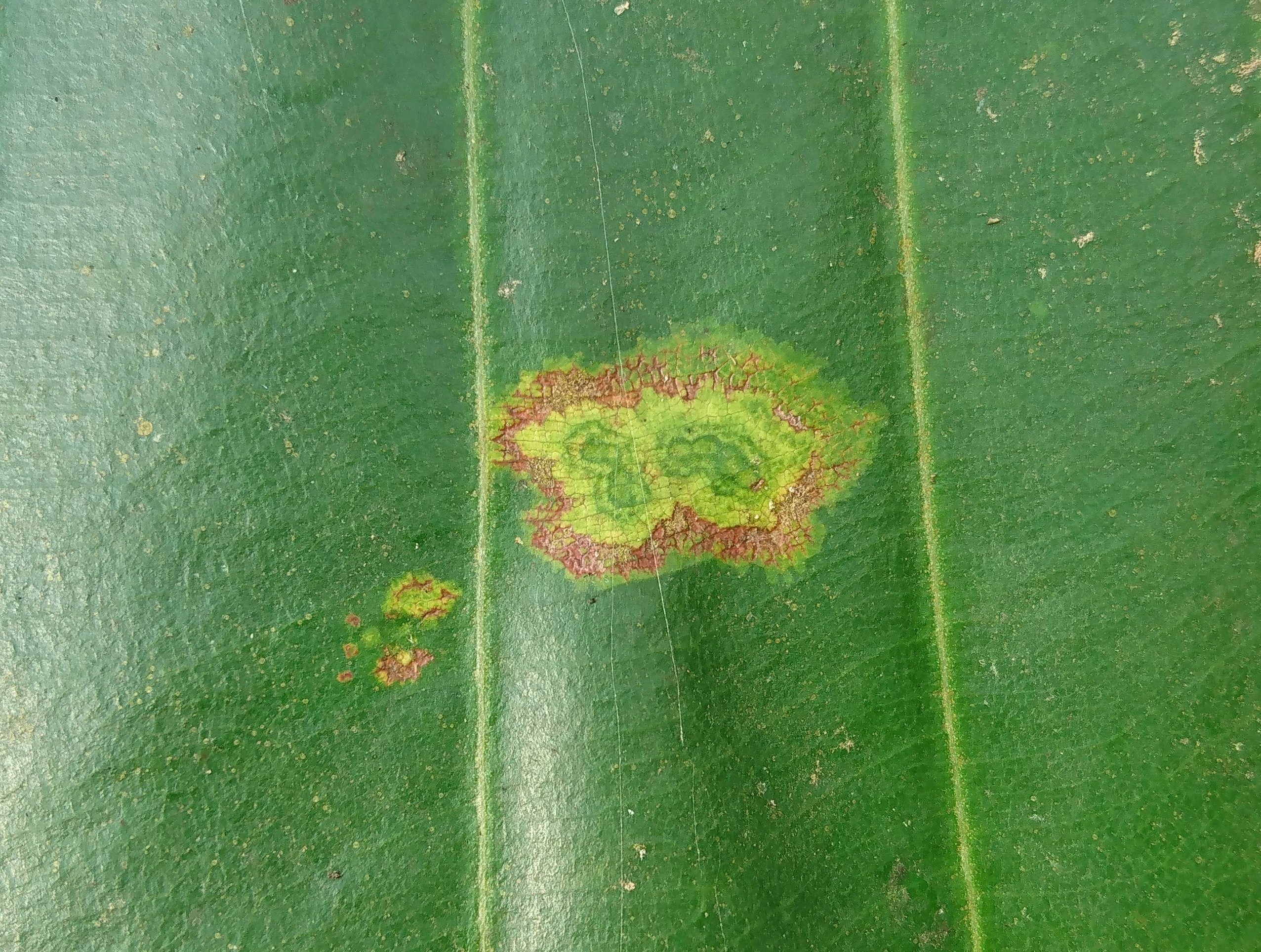 leaf with necrotic spot