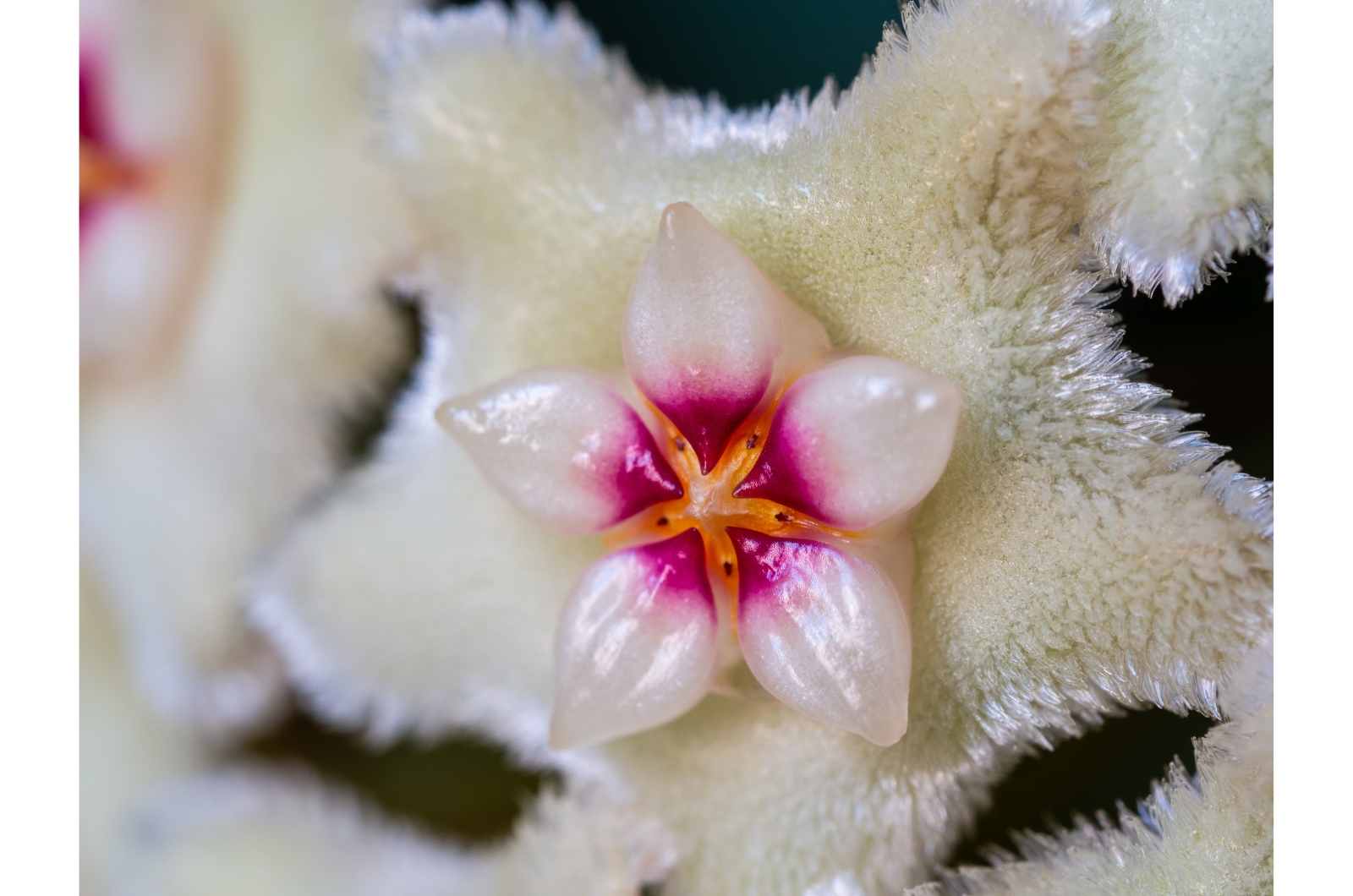 photo of hoya flower