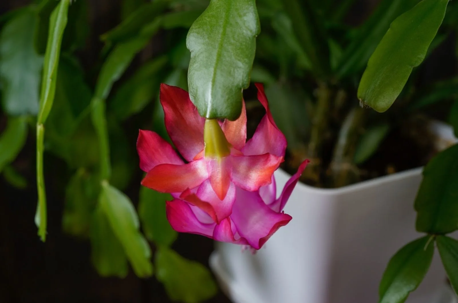 Should You Keep Your Christmas Cactus In The Dark