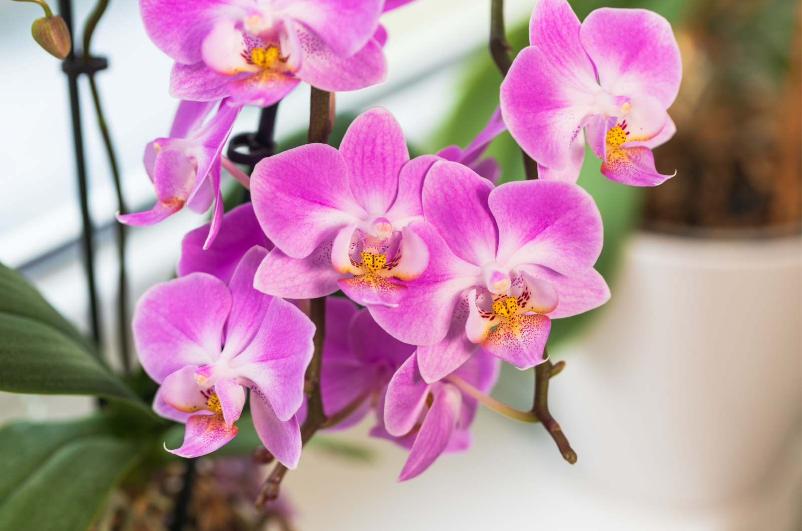 pink phalaenopsis orchids