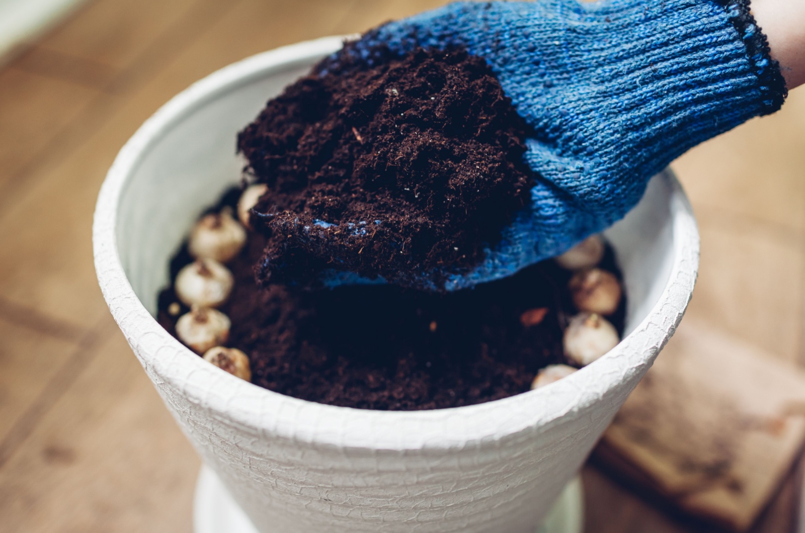 planting flower bulbs in a container