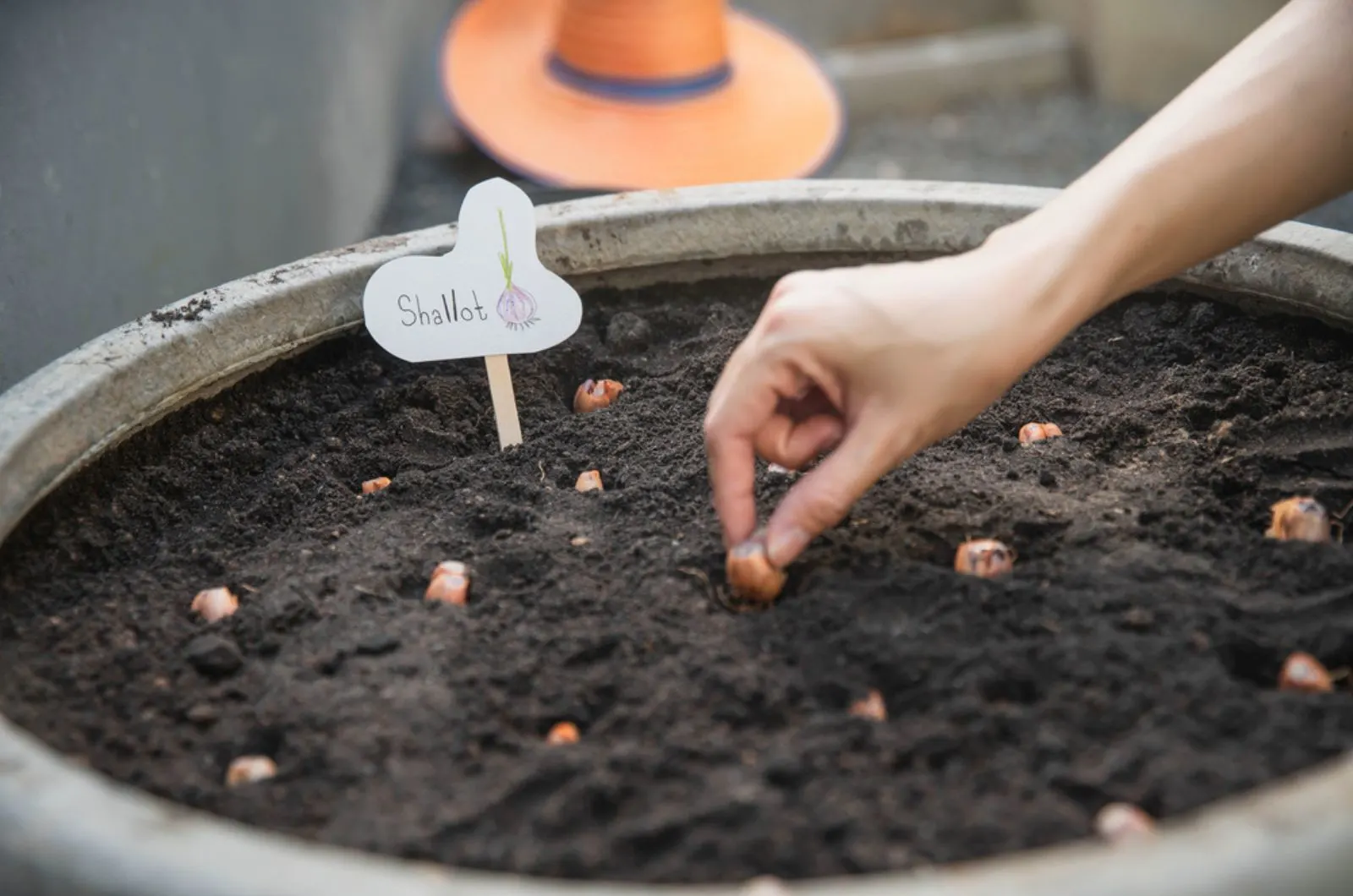 How To Grow Shallots From Sets And Seeds