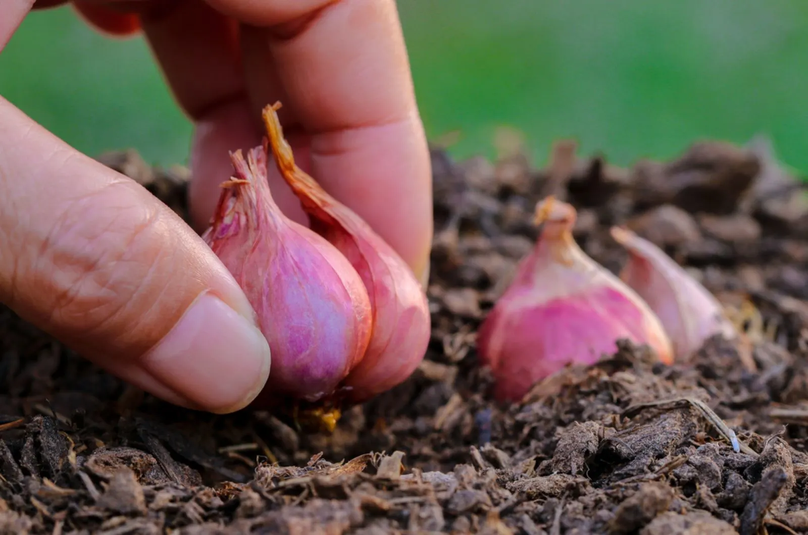 How To Grow Shallots From Sets And Seeds