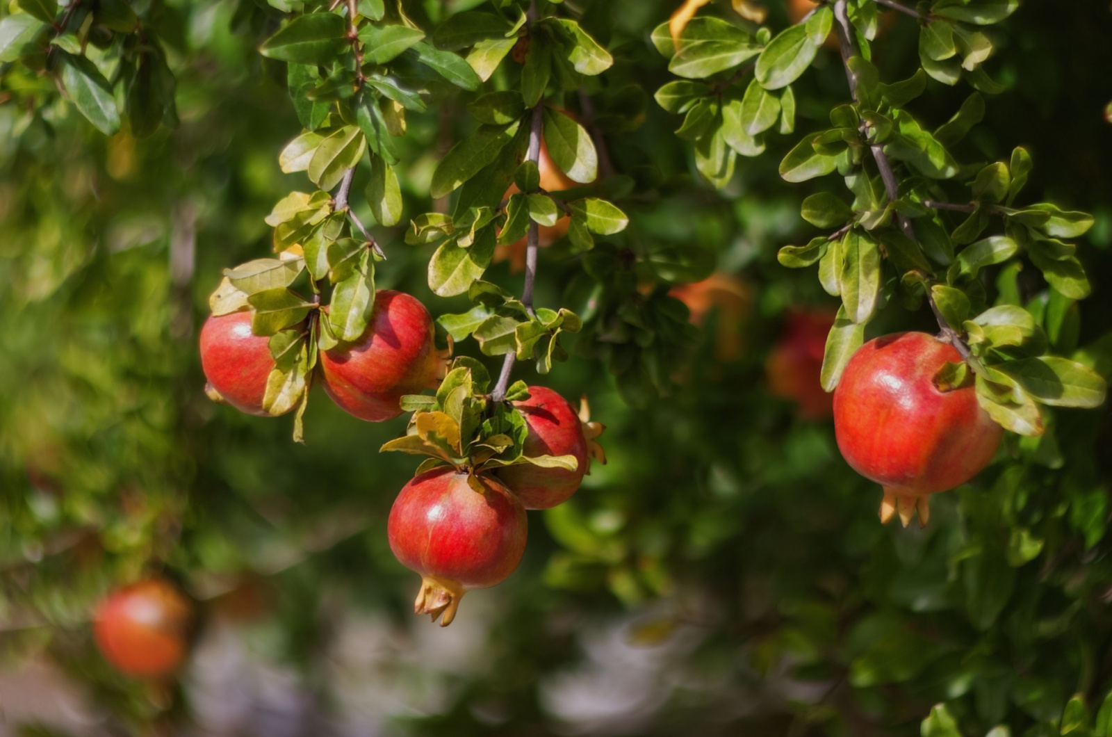 pomegranate fruits grow on pomegranate tree