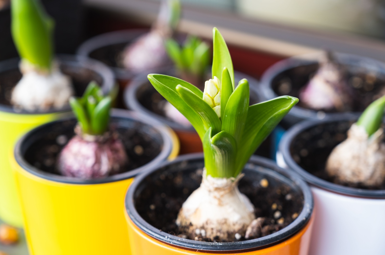 potted bulbs with new growth