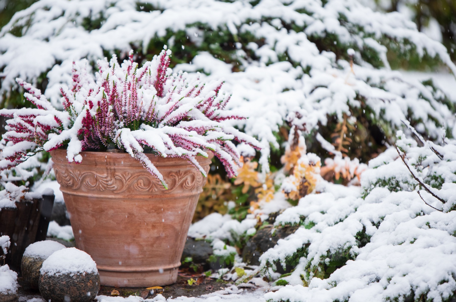 potted plant covered with snow