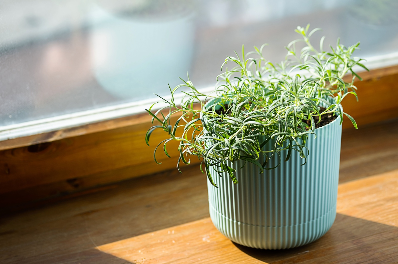 potted rosemary