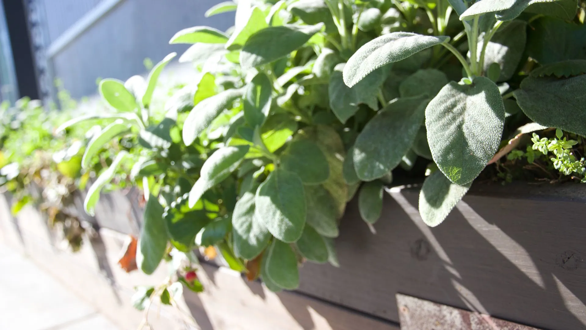 5 Simple Tips For Growing Fragrant Sage