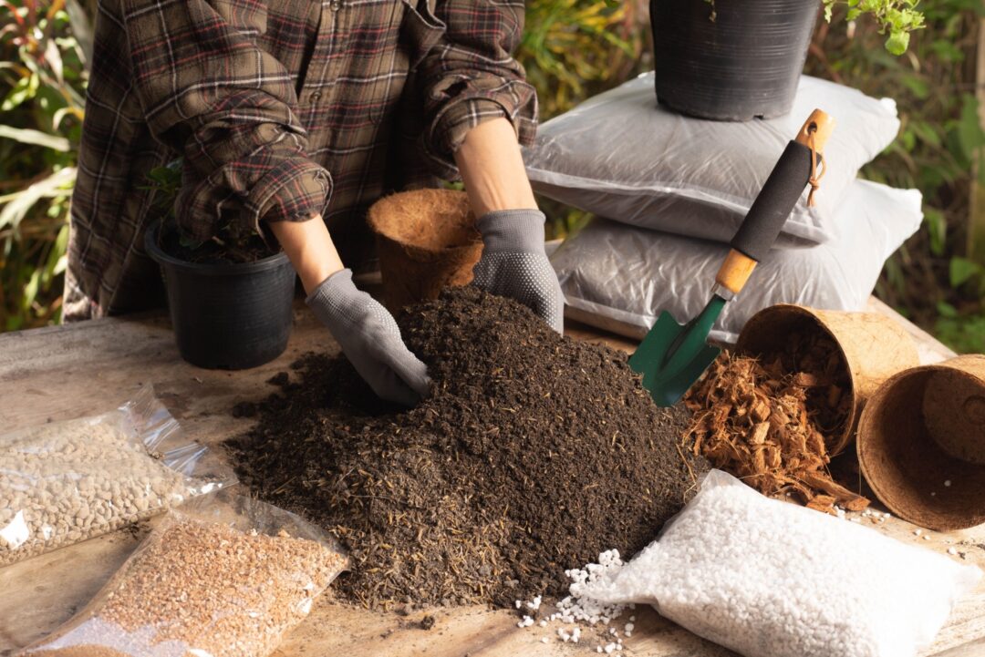 How To Choose The Perfect Potting Mix For Your Christmas Cactus